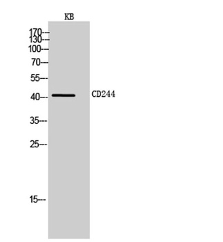 CD244 rabbit pAb Antibody