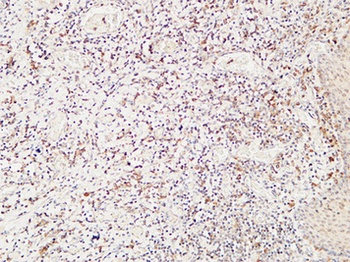 CD244 rabbit pAb Antibody