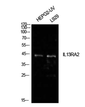IL-13Rα2 rabbit pAb Antibody