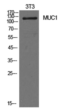 Mucin 1 rabbit pAb Antibody