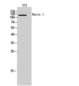 Mucin 1 rabbit pAb Antibody