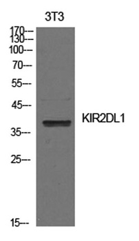 CD158a rabbit pAb Antibody