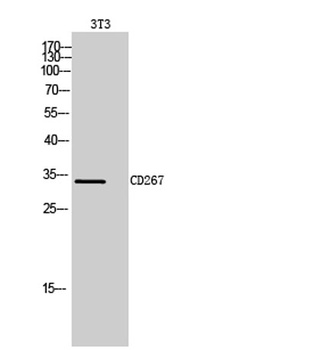 CD267 rabbit pAb Antibody
