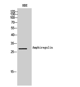Amphiregulin rabbit pAb Antibody