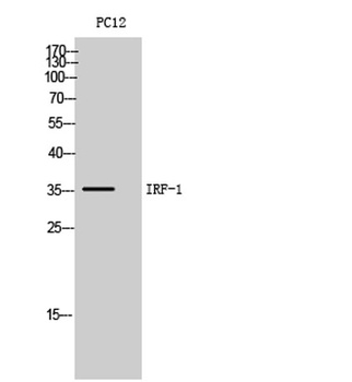 IRF-1 rabbit pAb Antibody