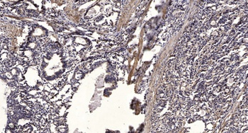 IRF-1 rabbit pAb Antibody
