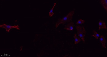 FUNDC1 rabbit pAb Antibody