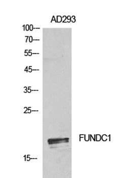 FUNDC1 rabbit pAb Antibody