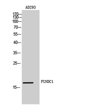 FUNDC1 rabbit pAb Antibody