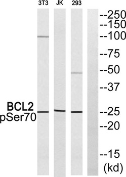Bcl-2 (phospho Ser70) rabbit pAb Antibody