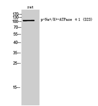 Na+/K+-ATPase α1 (phospho Ser23) rabbit pAb Antibody