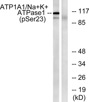 Na+/K+-ATPase α1 (phospho Ser23) rabbit pAb Antibody