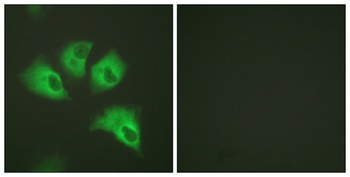 KIR5.1 (phospho Ser416) rabbit pAb Antibody