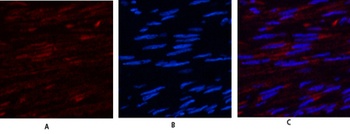USP11 rabbit pAb Antibody