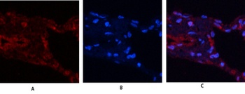 USP11 rabbit pAb Antibody