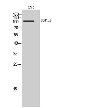 USP11 rabbit pAb Antibody