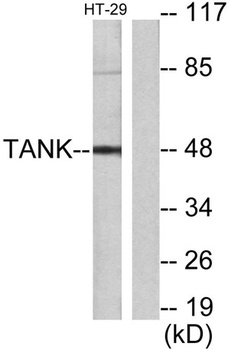 TANK rabbit pAb Antibody