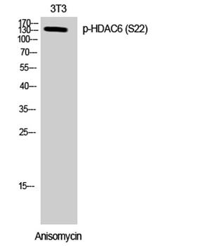 HDAC6 (phospho Ser22) rabbit pAb Antibody
