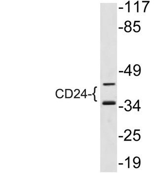 CD24 rabbit pAb Antibody