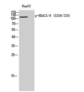 HDAC5/9 (phospho Ser259/220) rabbit pAb Antibody