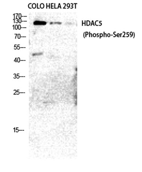 HDAC5/9 (phospho Ser259/220) rabbit pAb Antibody