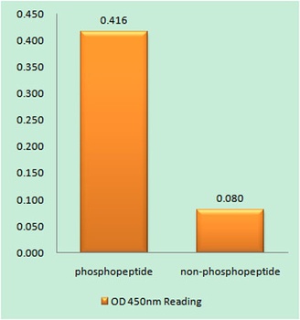 HDAC5/9 (phospho Ser259/220) rabbit pAb Antibody