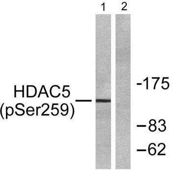 HDAC5/9 (phospho Ser259/220) rabbit pAb Antibody