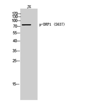 DRP1 (phospho Ser637) rabbit pAb