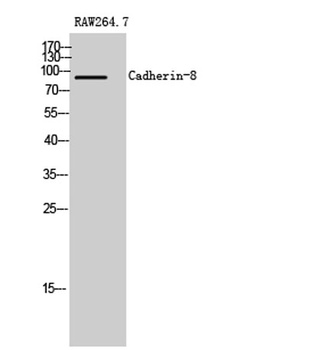 Cadherin-8 rabbit pAb Antibody