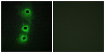 Cadherin-8 rabbit pAb Antibody