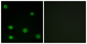 DEF-3 rabbit pAb Antibody