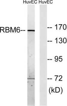 DEF-3 rabbit pAb Antibody