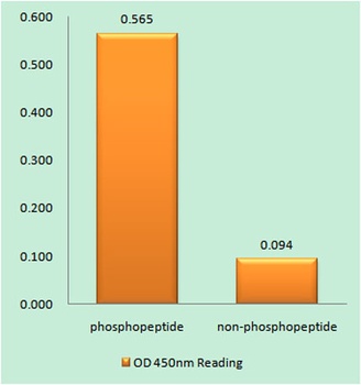 Cdk5 (phospho Tyr15) rabbit pAb Antibody