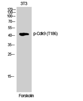 Cdk9 (phospho Thr186) rabbit pAb Antibody