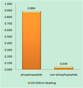 p27 (phospho Thr198) rabbit pAb Antibody