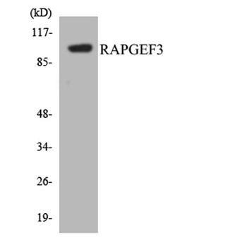 Epac rabbit pAb Antibody
