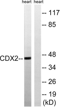 Cdx2 rabbit pAb Antibody