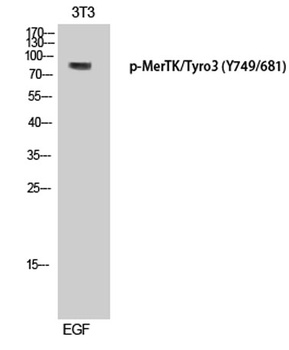 MerTK/Tyro3 (phospho Tyr749/681) rabbit pAb Antibody
