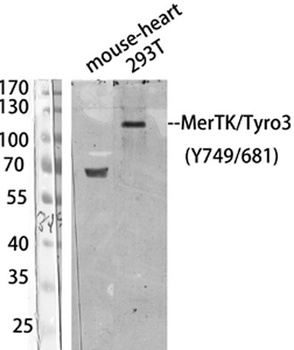 MerTK/Tyro3 (phospho Tyr749/681) rabbit pAb Antibody