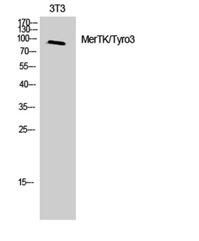 MerTK/Tyro3 rabbit pAb Antibody