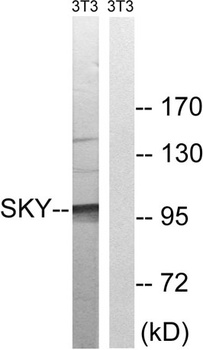 MerTK/Tyro3 rabbit pAb Antibody