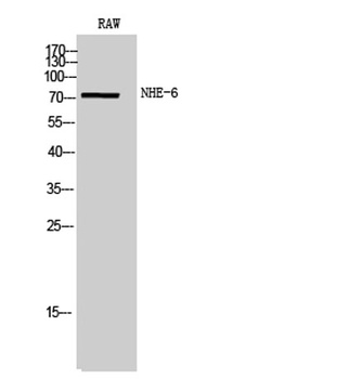 NHE-6 rabbit pAb Antibody