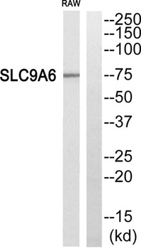 NHE-6 rabbit pAb Antibody