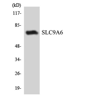 NHE-6 rabbit pAb Antibody