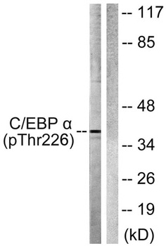 C/EBP α (phospho Thr226) rabbit pAb Antibody
