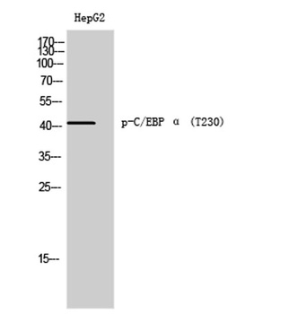 C/EBP α (phospho Thr230) rabbit pAb Antibody