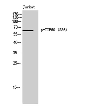 TIP60 (phospho Ser86) rabbit pAb Antibody