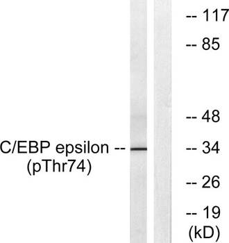 C/EBP ε (phospho Thr74) rabbit pAb Antibody