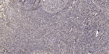 CEL rabbit pAb Antibody