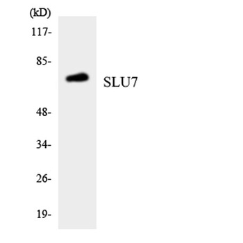 SLU7 rabbit pAb Antibody